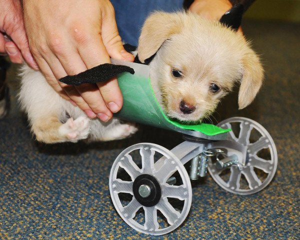 收容所的两条腿小狗赠送了3d打印轮椅