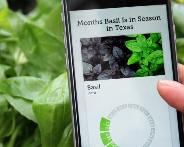 人拿着手机，屏幕上有应季食品指南应用程序，背景是罗勒