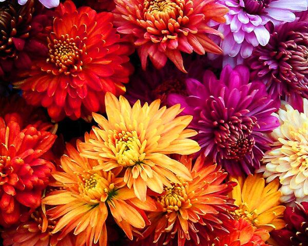几朵鲜艳的花朵簇拥在一起，颜色有红、橙、白、黄、紫。