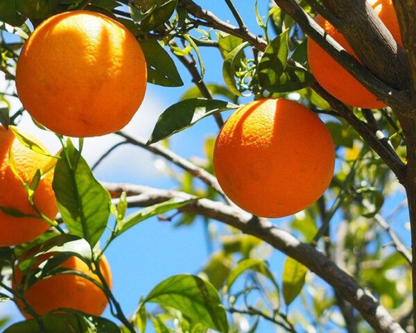 橙子长在树上