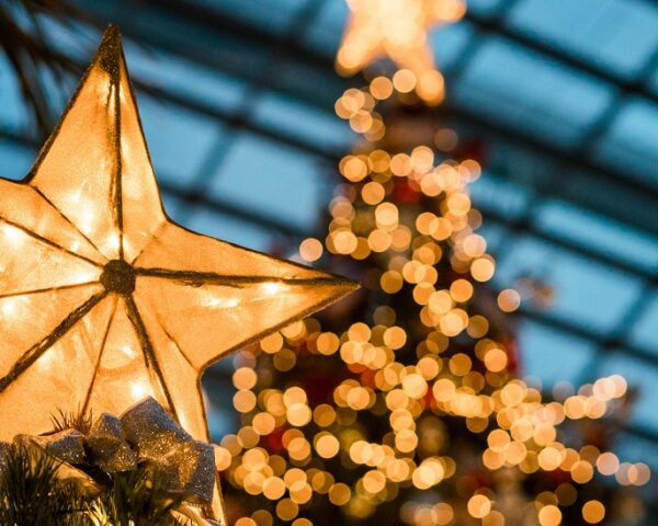 圣诞树上的一颗星星和周围的其他树都被圣诞彩灯点亮了