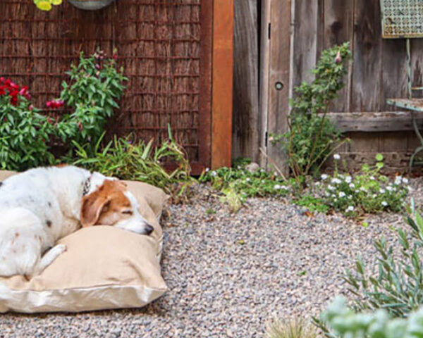 一只狗睡在花园里的棕褐色枕头上