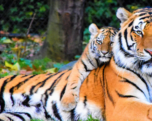 一只大老虎，背上躺着一只小老虎