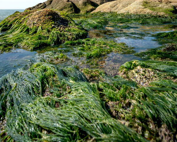 海洋中的藻类
