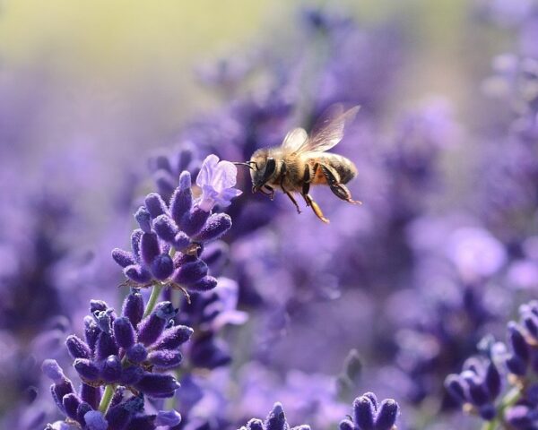 两只蜜蜂在紫色的花朵上盘旋