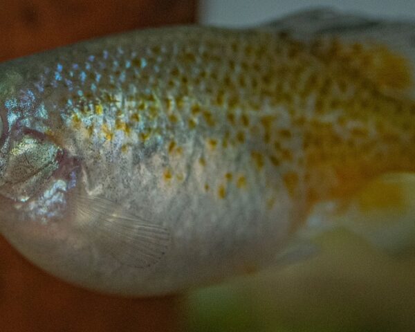 一种金色的鱼，身体短，尾巴和鳍小