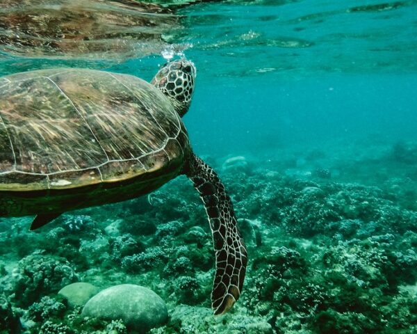 一只海龟在水下漫步