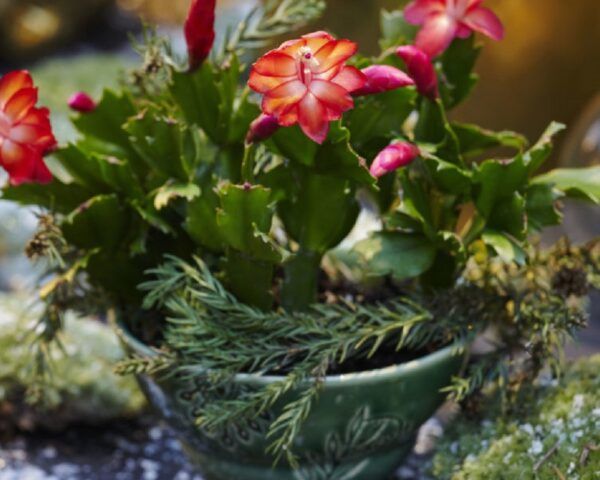 一种开红色花的绿色植物，叫做圣诞仙人掌